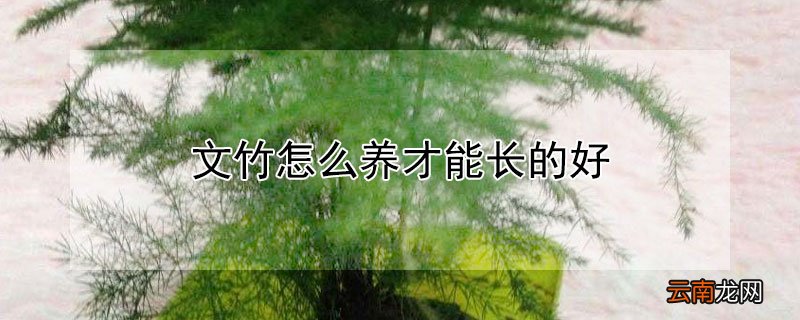 文竹怎么养才能长的好