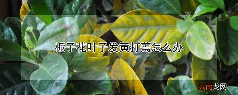 栀子花叶子发黄打蔫怎么办