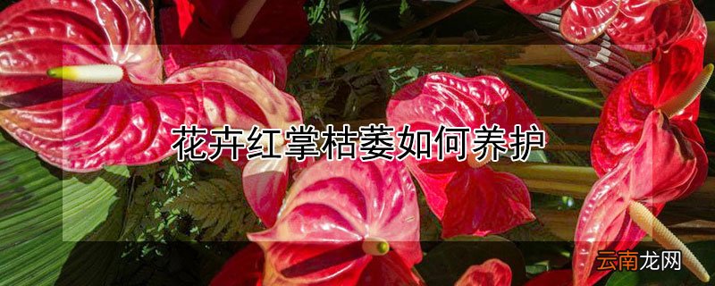 花卉红掌枯萎如何养护