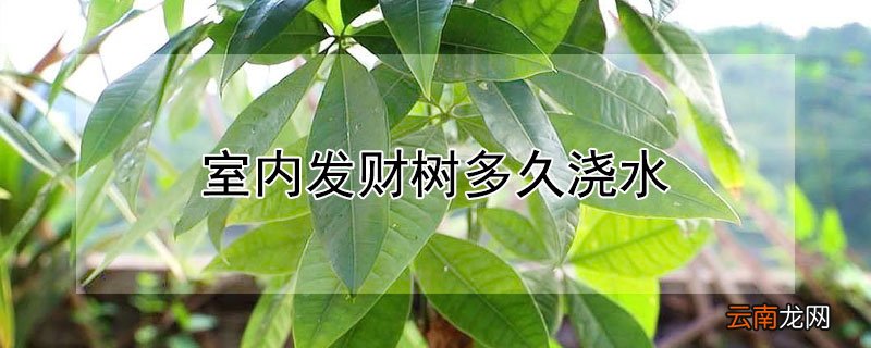 室内发财树多久浇水