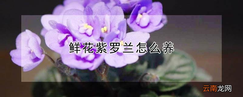 鲜花紫罗兰怎么养