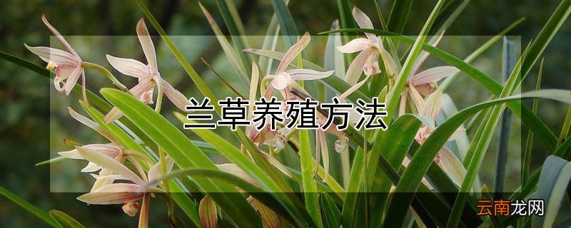 兰草养殖方法