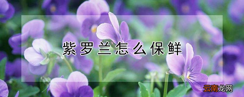 紫罗兰怎么保鲜