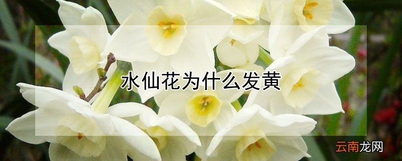 水仙花为什么发黄