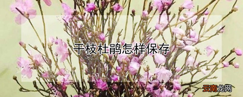 干枝杜鹃怎样保存