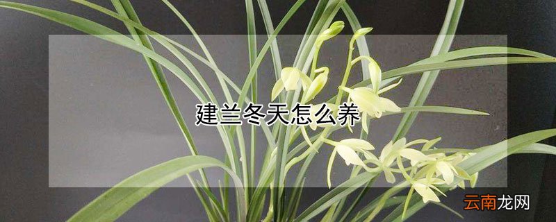 建兰冬天怎么养