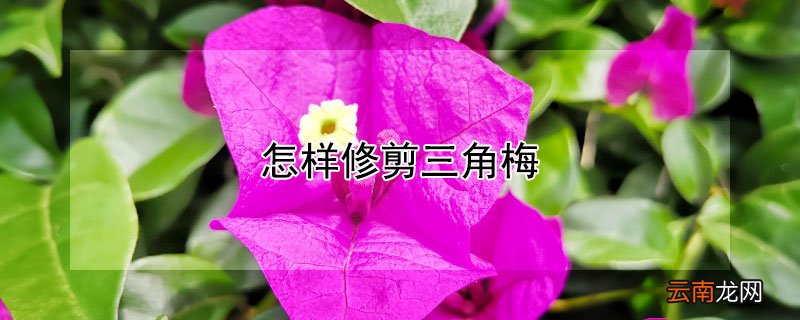 怎样修剪三角梅