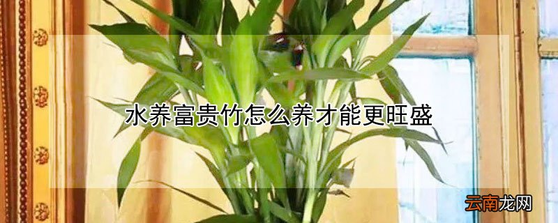 水养富贵竹怎么养才能更旺盛