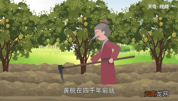 黄桃是热性还是凉性 黄桃属于什么水果