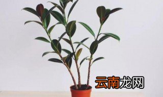 不怕冻不用打理的绿植 不怕冻不用打理的绿植有什么