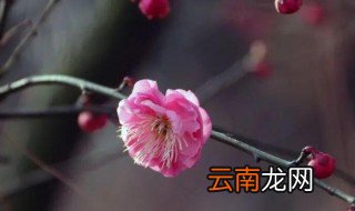 梅花的介绍以及特点 梅花简单介绍