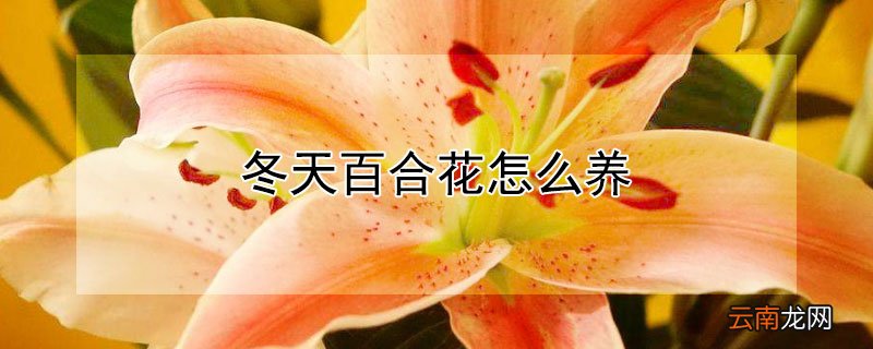 冬天百合花怎么养