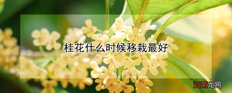 桂花什么时候移栽最好
