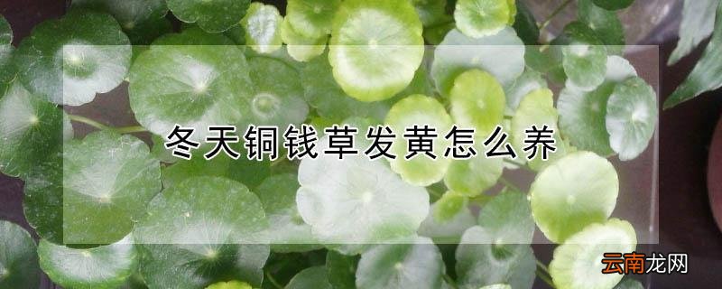 冬天铜钱草发黄怎么养