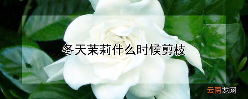 冬天茉莉什么时候剪枝
