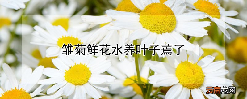 雏菊鲜花水养叶子蔫了
