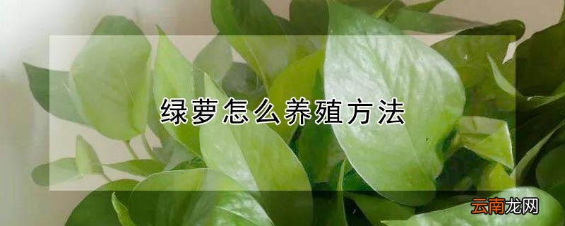 绿萝怎么养殖方法