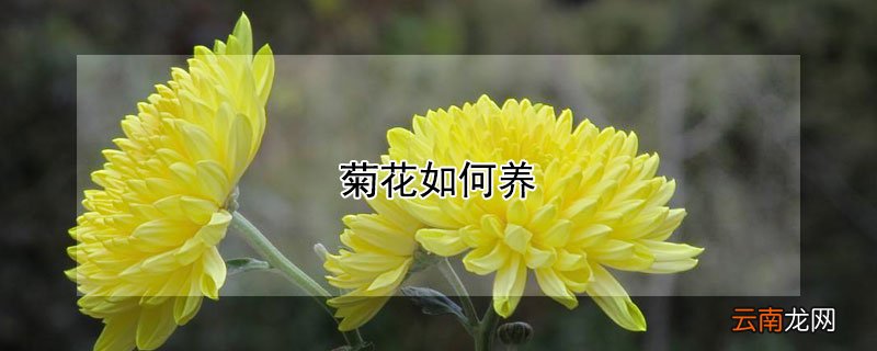 菊花如何养