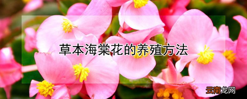 草本海棠花的养殖方法