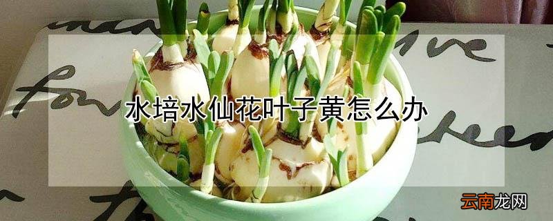 水培水仙花叶子黄怎么办