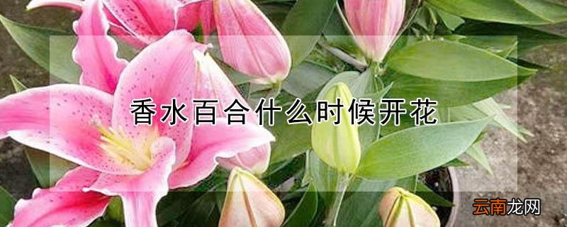 香水百合什么时候开花