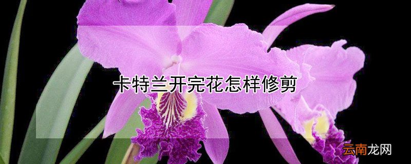 卡特兰开完花怎样修剪