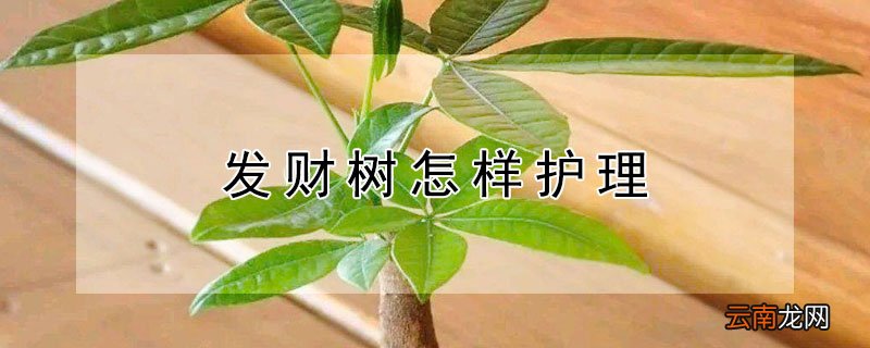 发财树怎样护理
