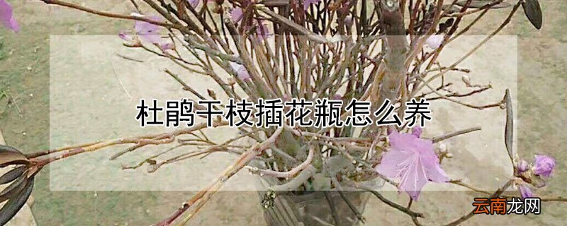 杜鹃干枝插花瓶怎么养