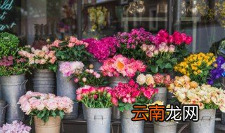 什么时候种牡丹 什么时候种牡丹花