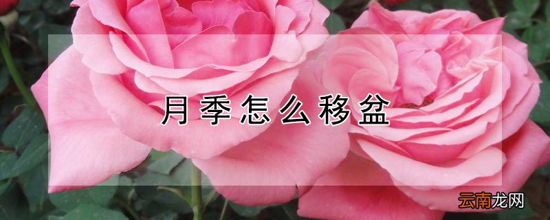 月季怎么移盆