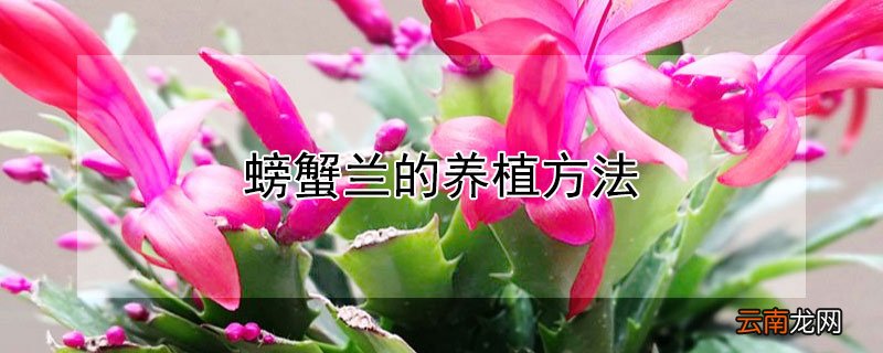 螃蟹兰的养植方法
