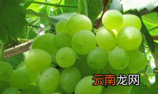 青提葡萄的种植方法 怎么种植青提葡萄