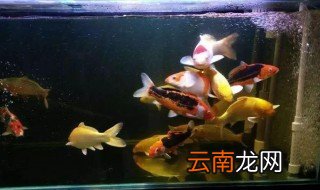 水族箱锦鲤喂食的正确方法 水族箱锦鲤怎么喂食