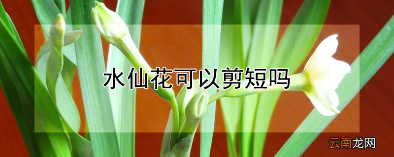 水仙花可以剪短吗