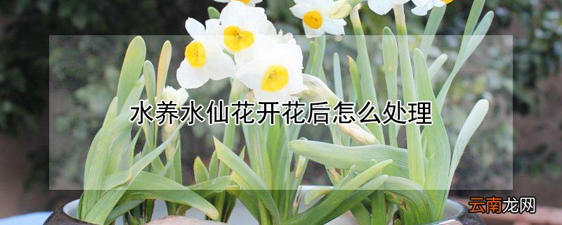 水养水仙花开花后怎么处理
