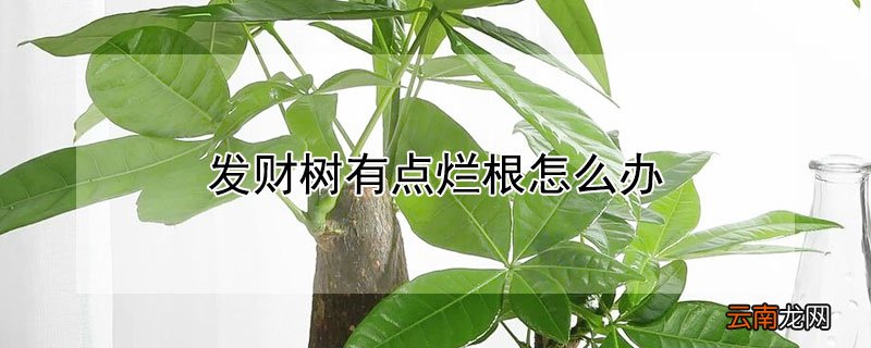 发财树有点烂根怎么办