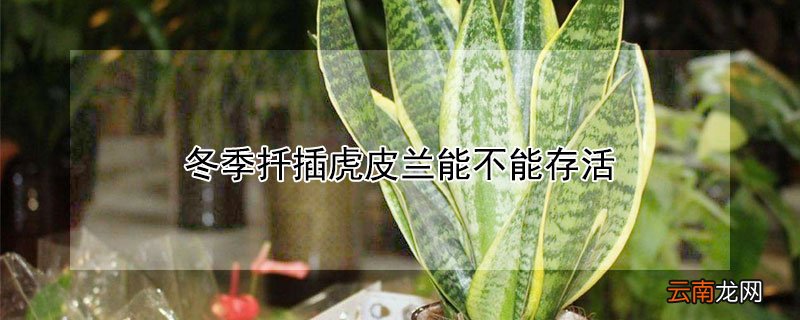 冬季扦插虎皮兰能不能存活