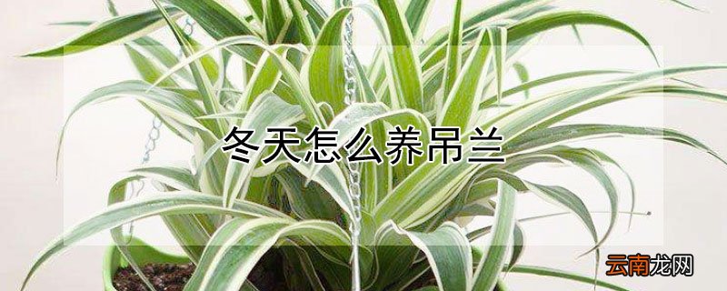 冬天怎么养吊兰