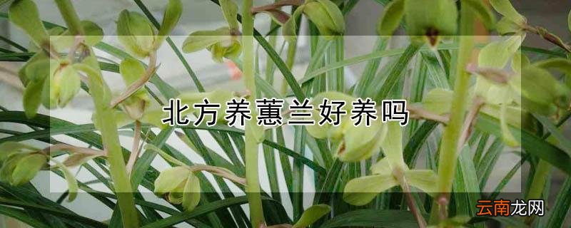 北方养蕙兰好养吗