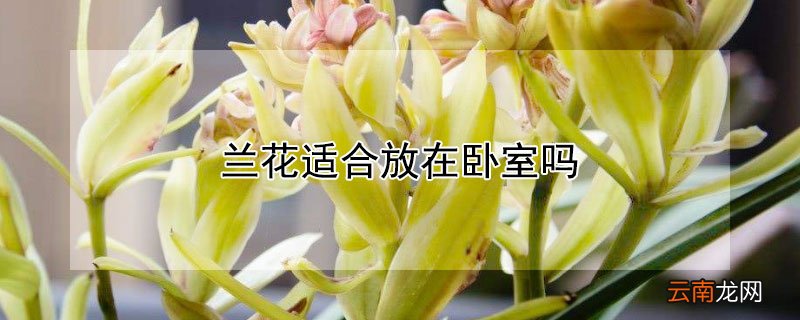 兰花适合放在卧室吗