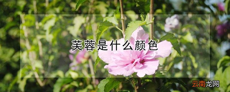 芙蓉是什么颜色