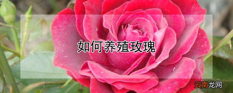 如何养殖玫瑰