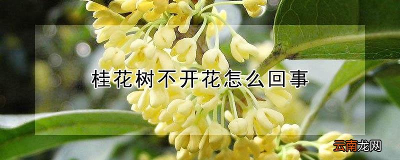 桂花树不开花怎么回事