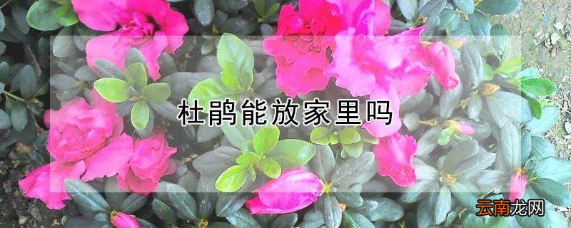 杜鹃能放家里吗