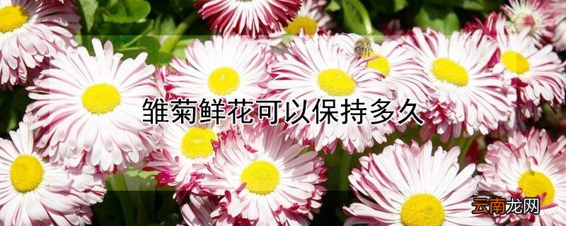雏菊鲜花可以保持多久
