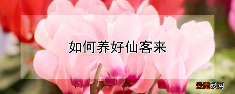 如何养好仙客来