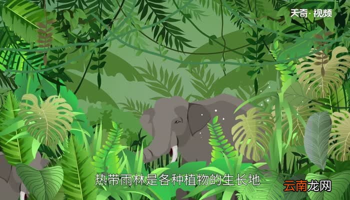 热带雨林的作用 热带雨林对环境的影响