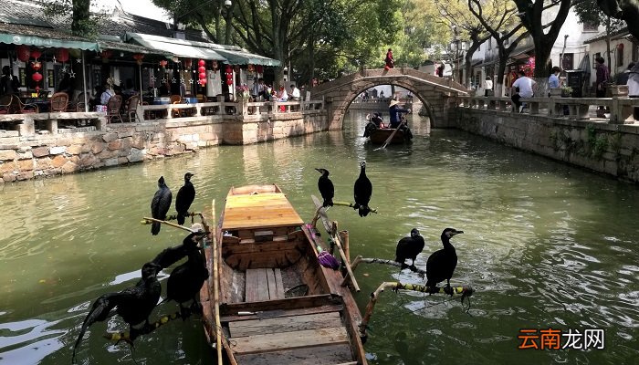 乌鸦反哺的故事 乌鸦反哺的意思是什么