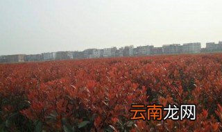 上饶红叶石楠种植方法 栽种上饶红叶石楠的窍门