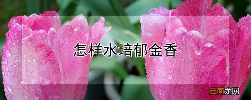 怎样水培郁金香